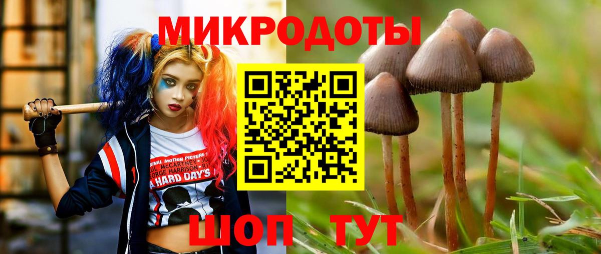 Псилоцибиновые грибы Psilocybe Тихвин